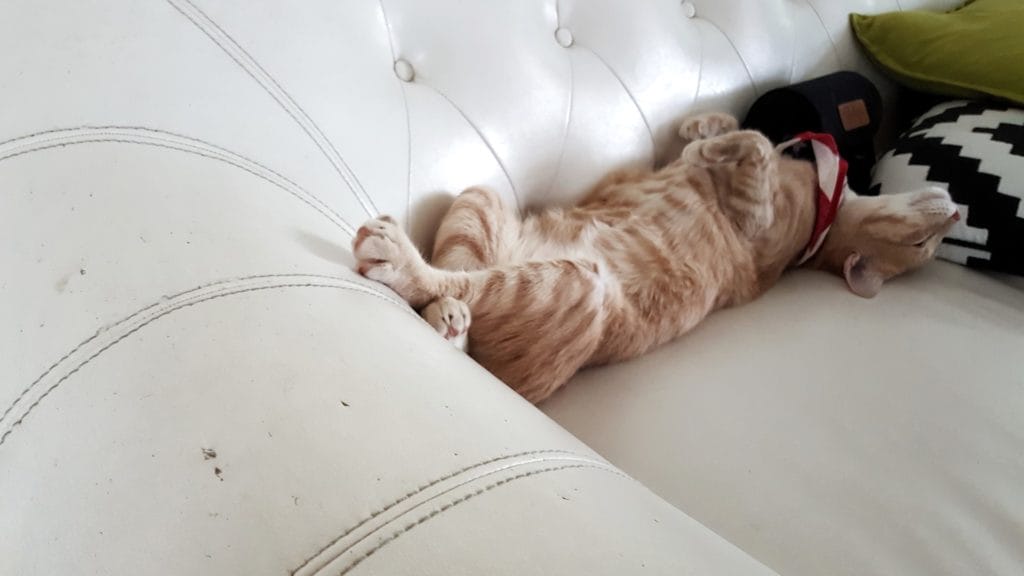 Chat-sur-canapé-de-cuir-1024x576