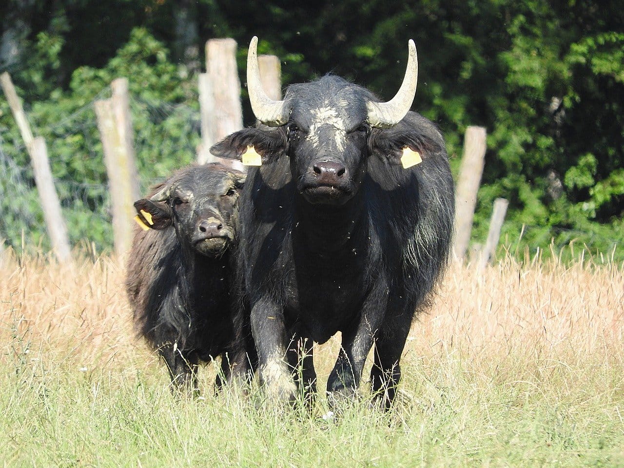 buffle élevage 