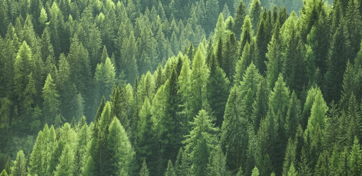 forêt pins 