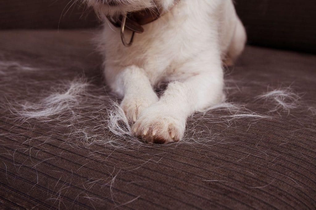 Chats avec ses poils dans un canapé 