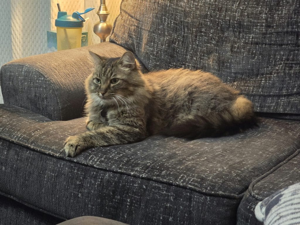 Chat sur le canapé
