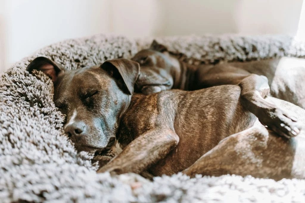 2 chiens dormant dans leur espace