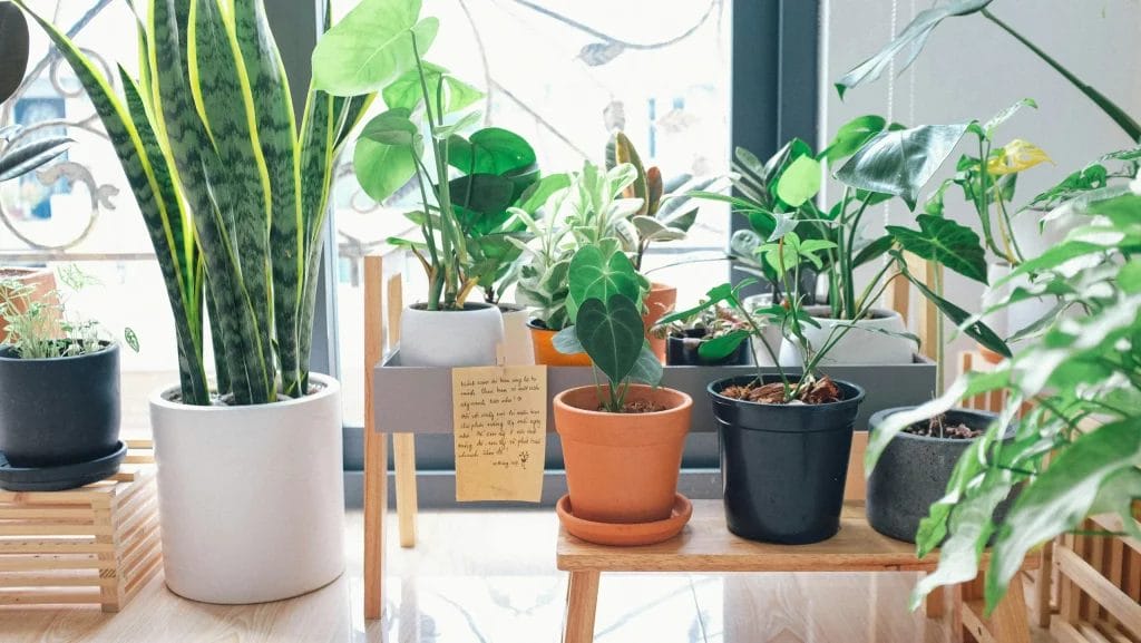 Plantes vertes en pot disposées près d’une fenêtre, apportant fraîcheur et purifiant naturellement l’air intérieur en été.